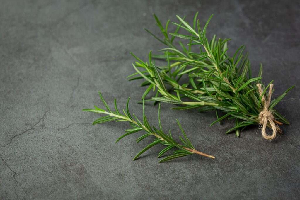 Top view of rosemary plants place on dark table