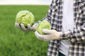 A person holding two heads of green cabbage in a field.