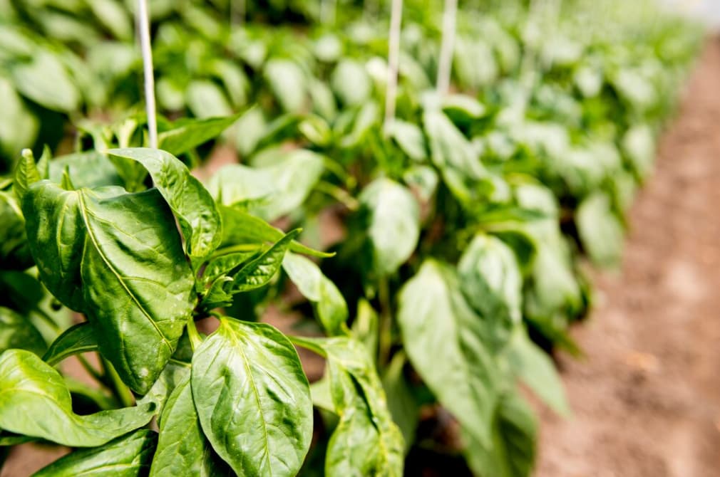 A row of vibrant green basil plants growing in soil.