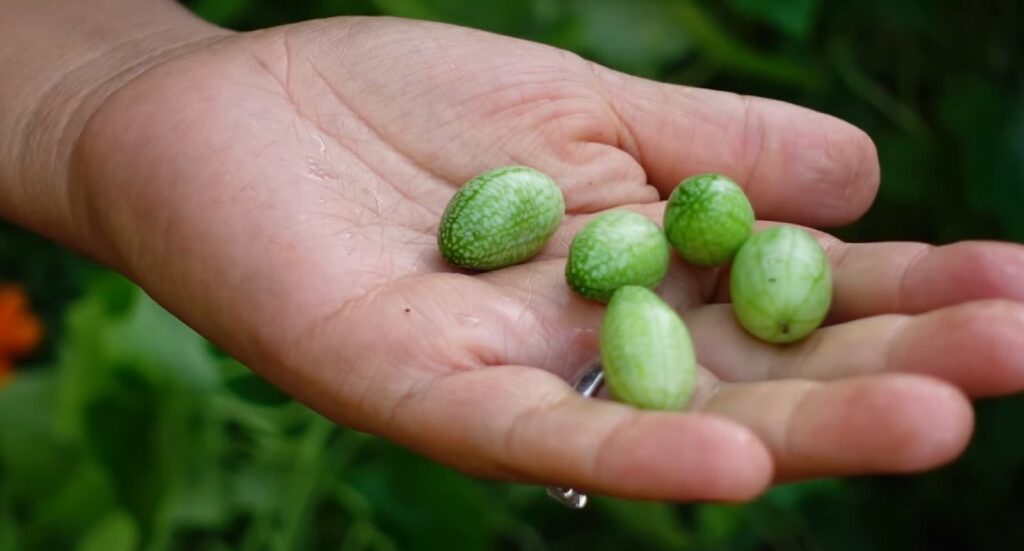 A hand holding small green and white patterned fruits.