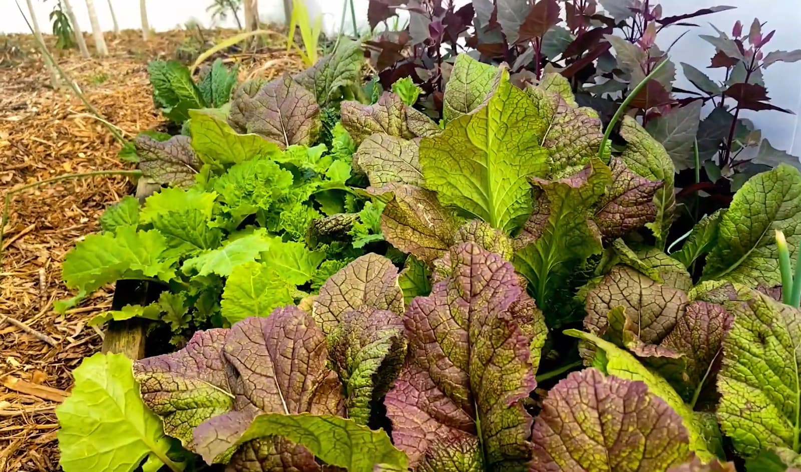 Garden bed with mixed green and purple leafy vegetables.