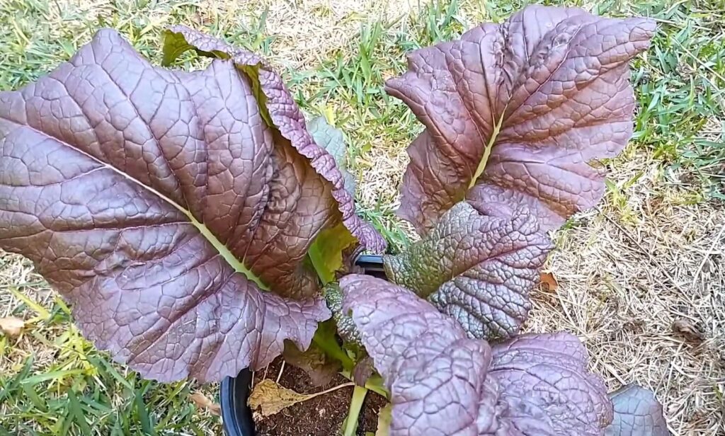 Large, dark purple leaves of a plant in a pot.