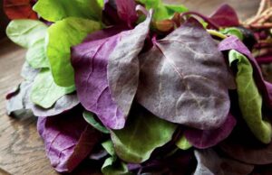 Red Orach Leaves