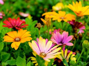 flowers