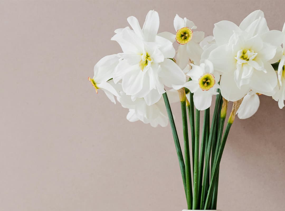 narcissus