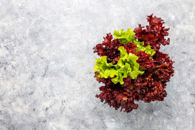Red and Green Salad Greens on a Gray Background