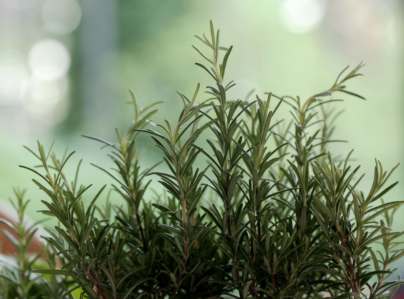 Close up of rosemary