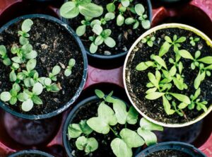 plants