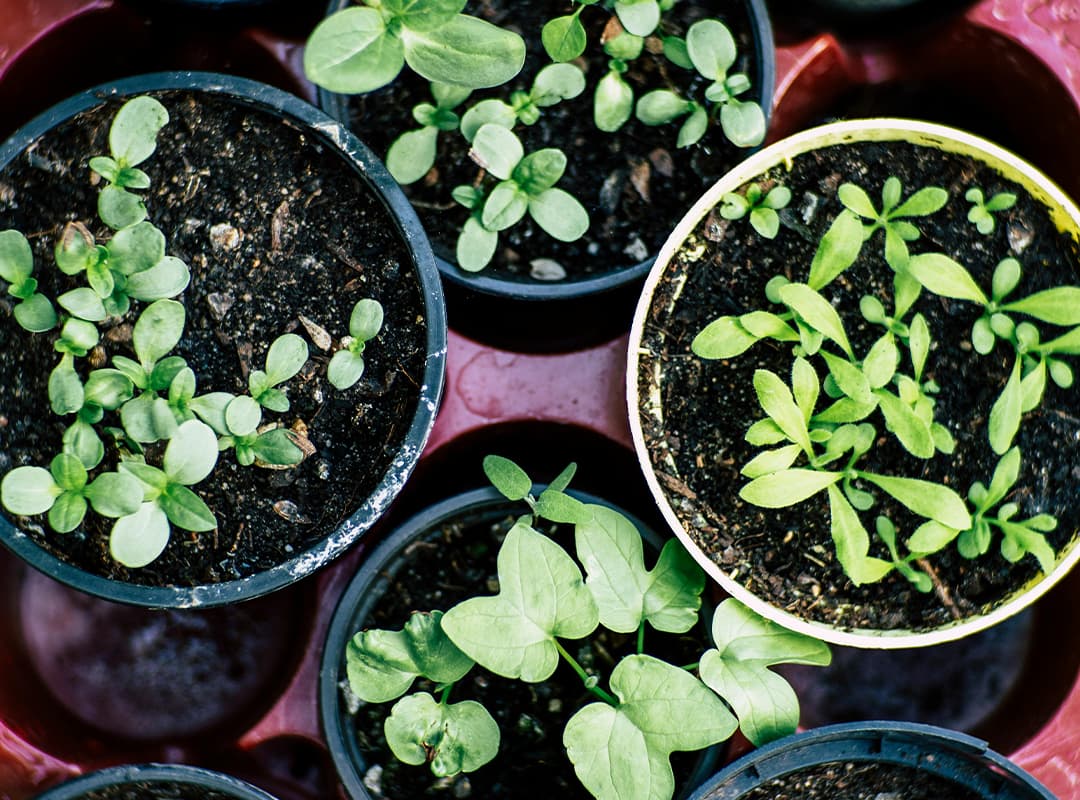 plants