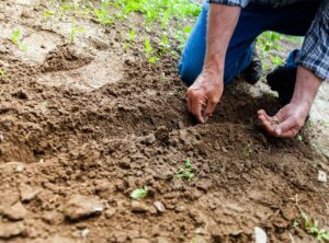 vegetable garden